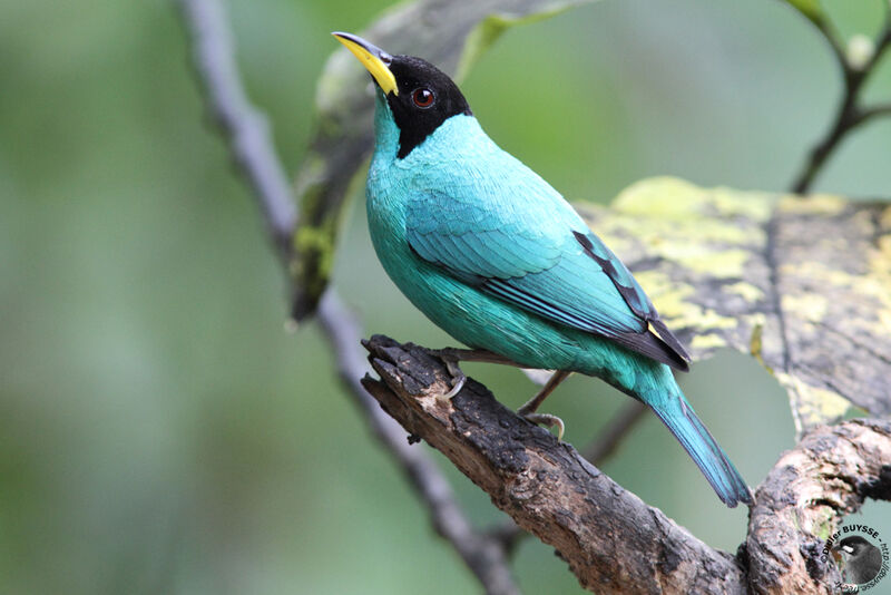 Green Honeycreeper male adult, identification