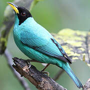 Green Honeycreeper