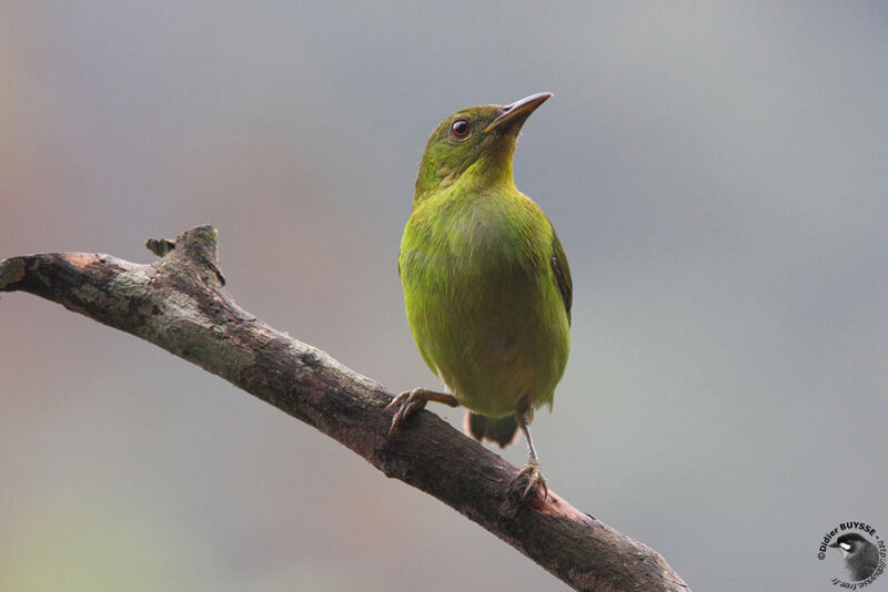 Guit-guit émeraude femelle, identification