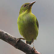 Green Honeycreeper