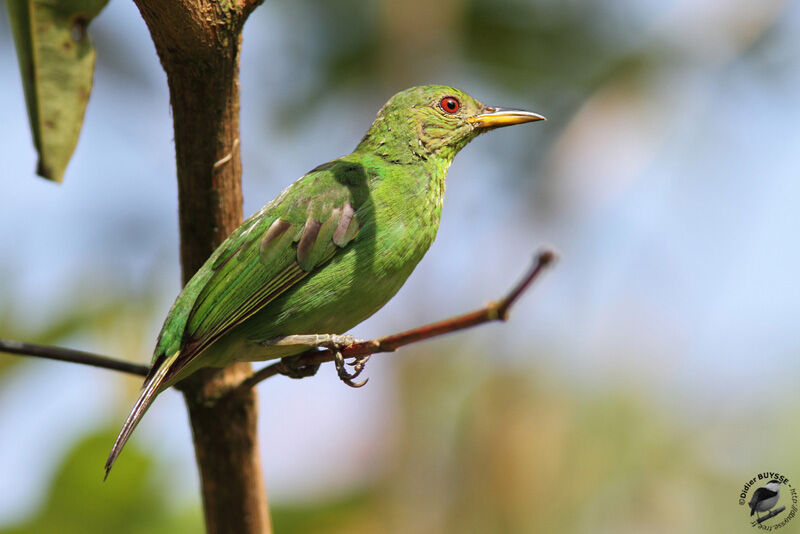 Green Honeycreeper female adult, identification