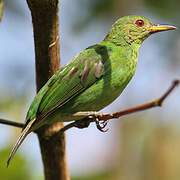 Green Honeycreeper