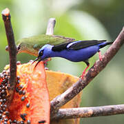 Red-legged Honeycreeper