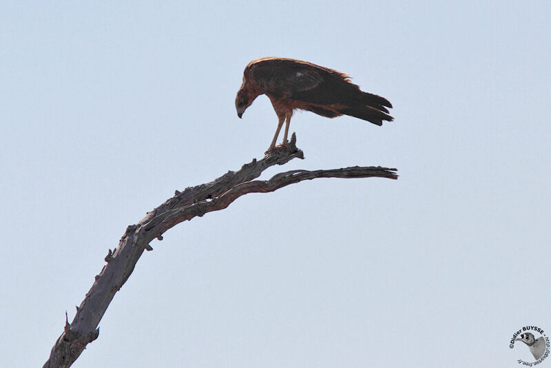 African Harrier-Hawkimmature, identification