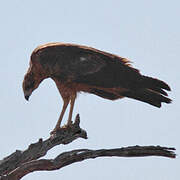 African Harrier-Hawk