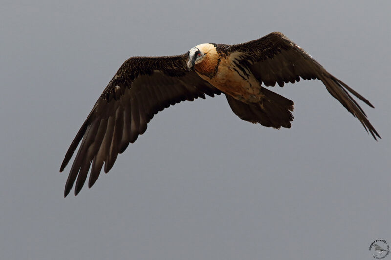 Bearded VultureFourth year, Flight