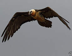 Bearded Vulture