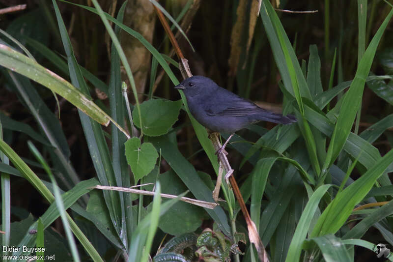 Haplospize unicolore mâle adulte, identification