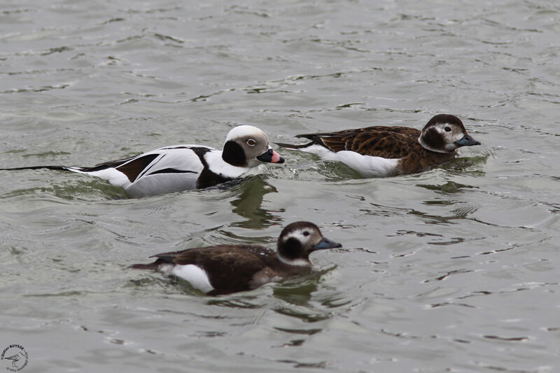 Long-tailed Duck, swimming