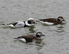 Long-tailed Duck