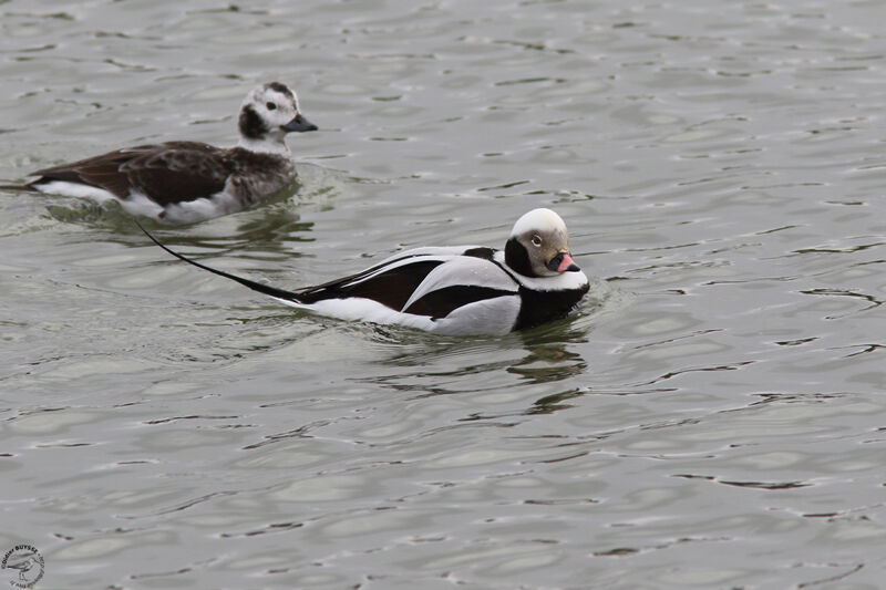 Long-tailed Duckadult post breeding, swimming