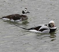 Long-tailed Duck