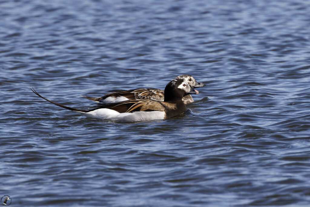 Long-tailed Duckadult breeding