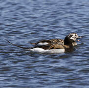 Long-tailed Duck