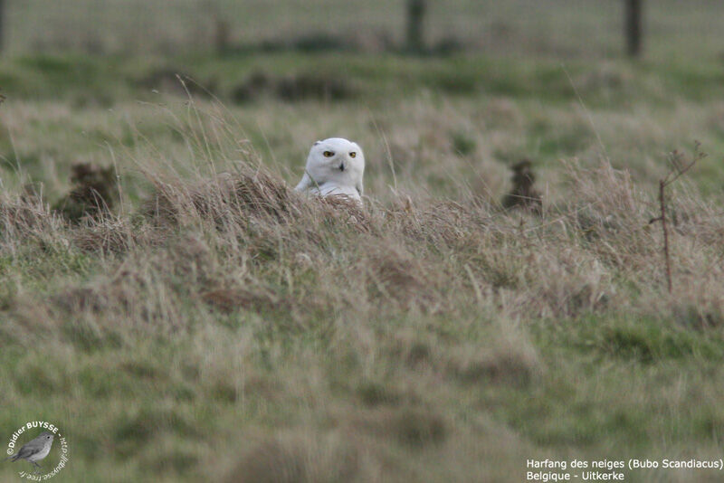 Snowy Owl