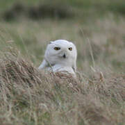 Snowy Owl