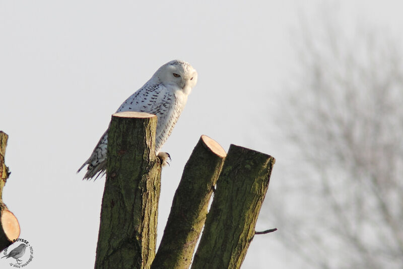 Harfang des neiges femelle adulte, identification