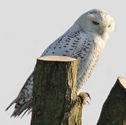 Snowy Owl