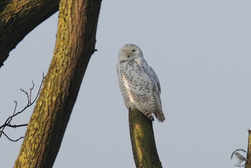 Harfang des neiges femelle adulte, identification