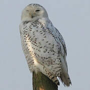 Snowy Owl