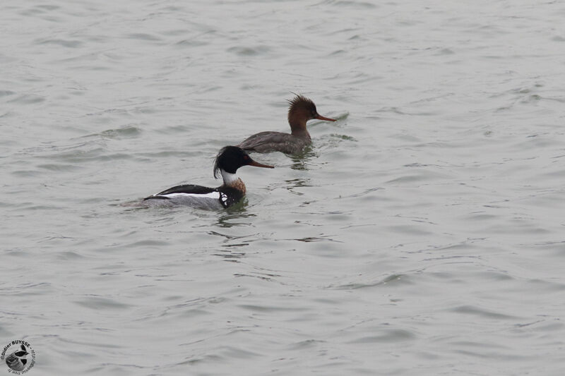 Red-breasted Merganseradult