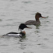 Red-breasted Merganser