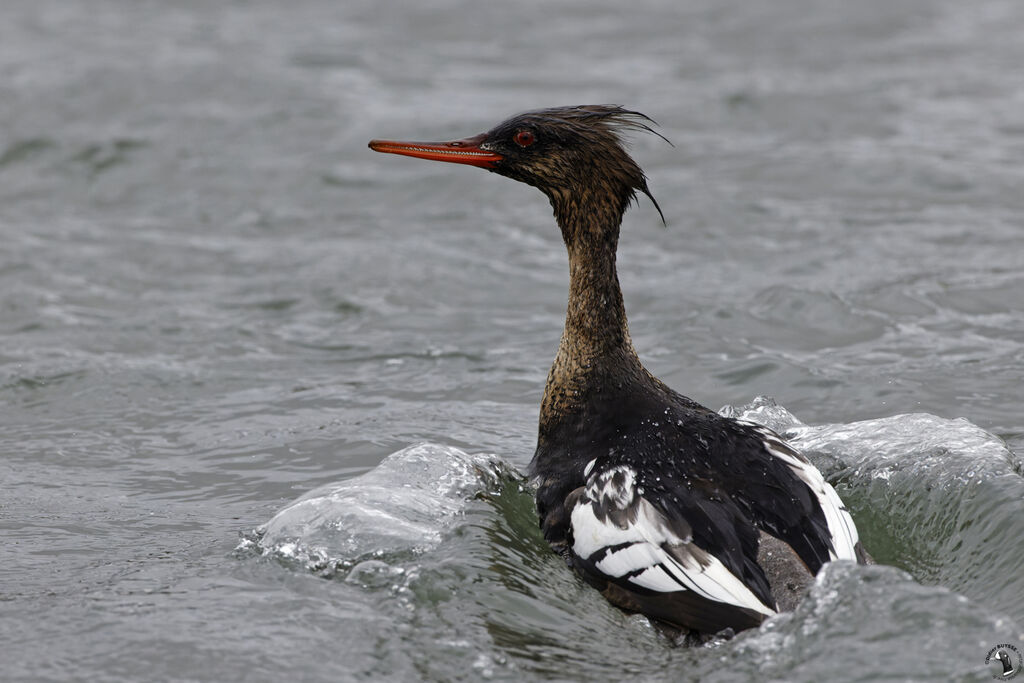 Red-breasted Merganser female adult