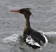 Red-breasted Merganser