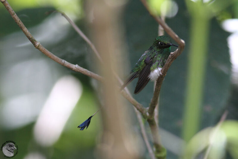 White-booted Racket-tail male adult breeding, identification
