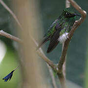 White-booted Racket-tail