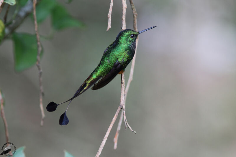 Rufous-booted Racket-tail male adult, identification