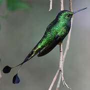 Rufous-booted Racket-tail