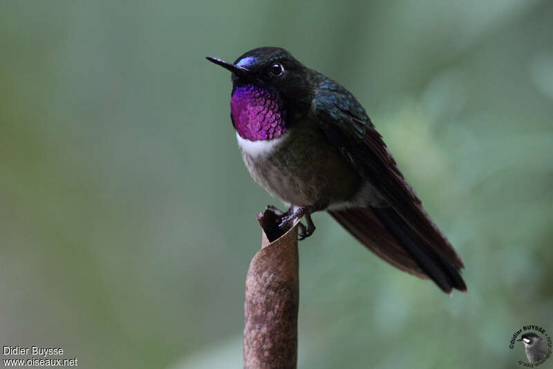 Héliange à gorge améthyste mâle, adulte, identification