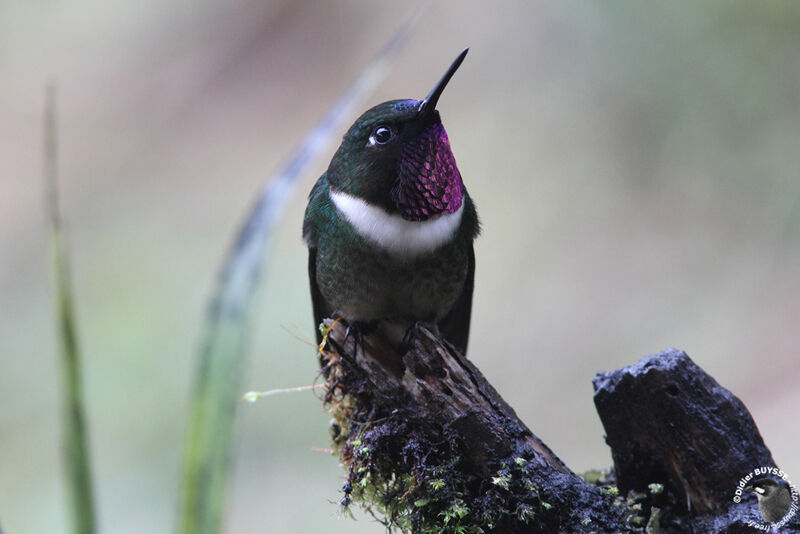 Amethyst-throated Sunangeladult, identification