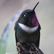 Amethyst-throated Sunangel