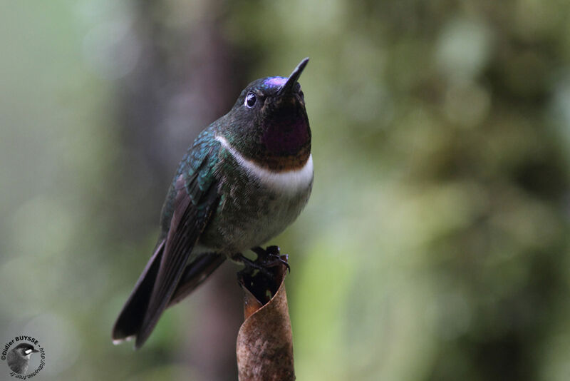 Amethyst-throated Sunangeladult, identification