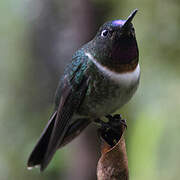 Amethyst-throated Sunangel