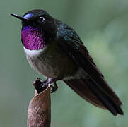 Amethyst-throated Sunangel