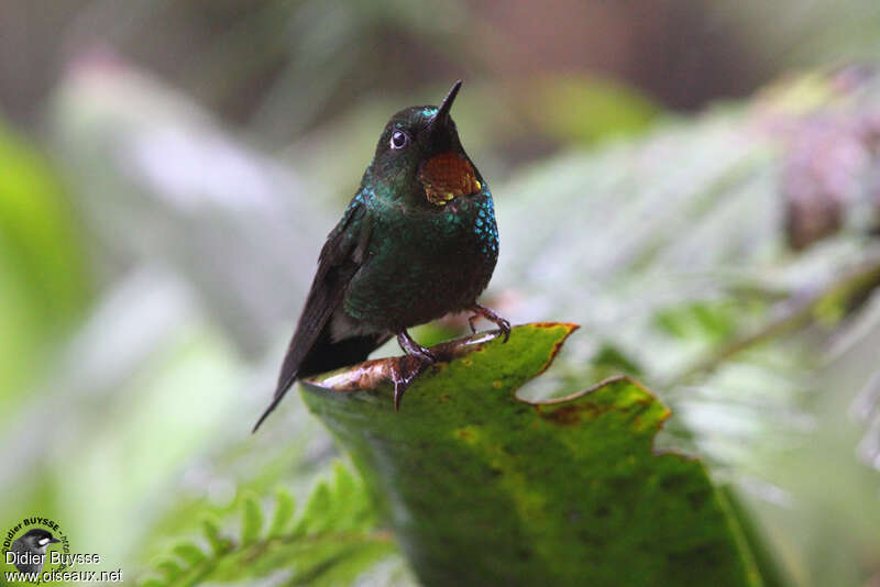 Flame-throated Sunangeladult breeding, identification