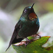 Flame-throated Sunangel