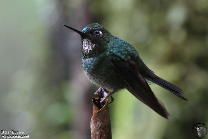 Héliange petite femelle adulte, identification