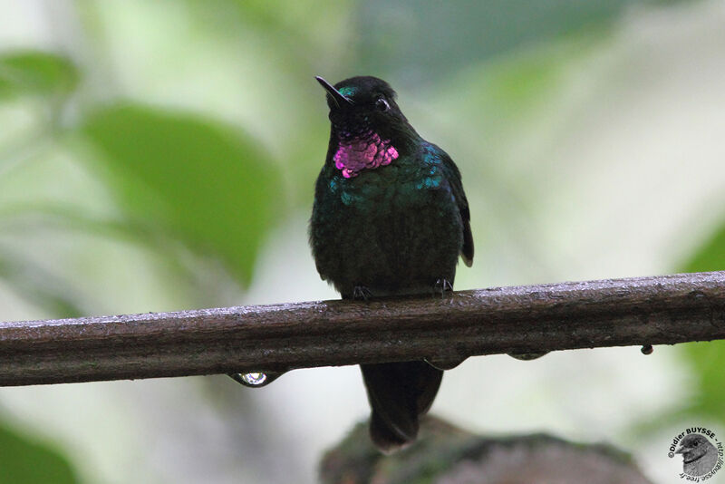 Tourmaline Sunangel male adult breeding, identification