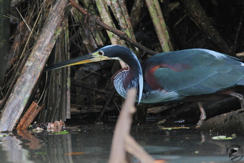 Agami Heronadult, identification