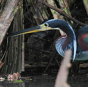 Agami Heron