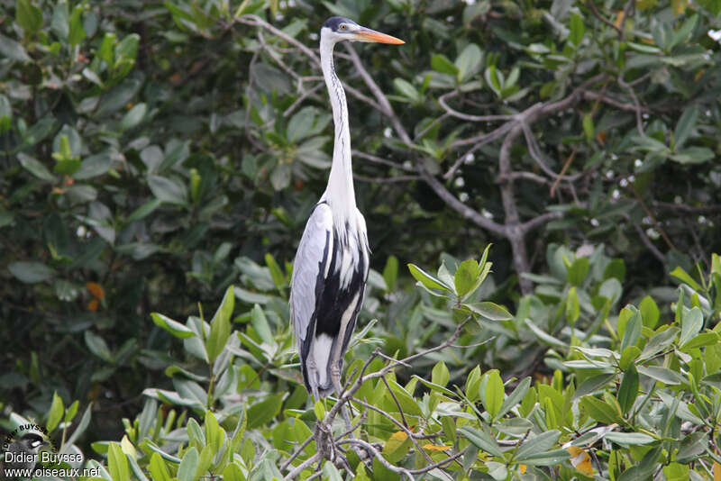 Cocoi Heron, habitat, pigmentation, Behaviour