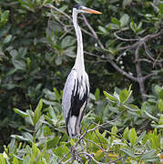 Cocoi Heron