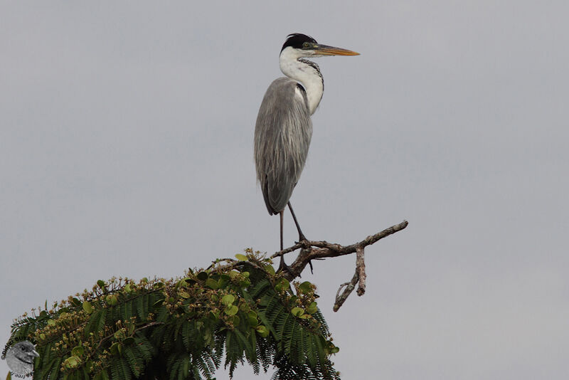 Cocoi Heronadult, identification