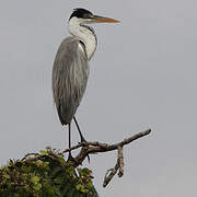 Cocoi Heron