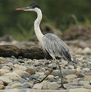 Cocoi Heron