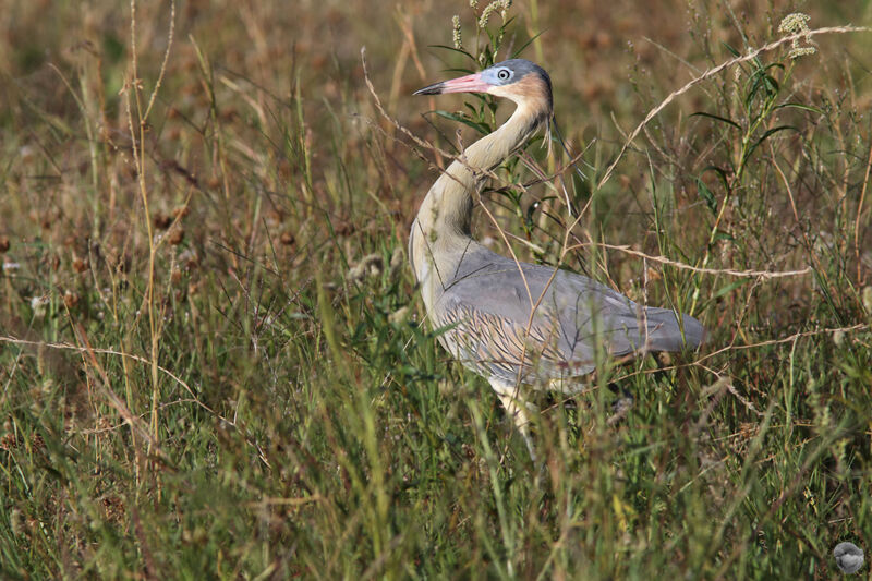 Whistling Heronadult, identification, walking